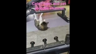 'Cat performance GYM funny #fitness #cat  #acting #anime  #catlovers #petlovers #funmatch #funny'