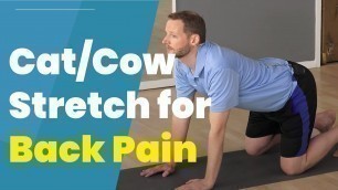 'Cat And Cow Stretch - Best Stretch For Your Back Pain'