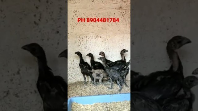'Pure Breed Erode chicks are available #aseel #breeders  #murga                             #fitness'