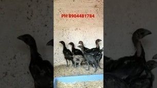 'Pure Breed Erode chicks are available #aseel #breeders  #murga                             #fitness'