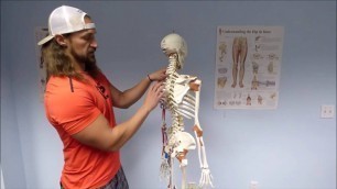 'Skeletal Anatomy For Personal Trainers | Show Up Fitness:'