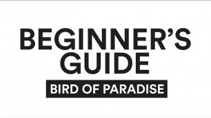 'A Beginner\'s Guide to the Bird of Paradise Yoga Pose'