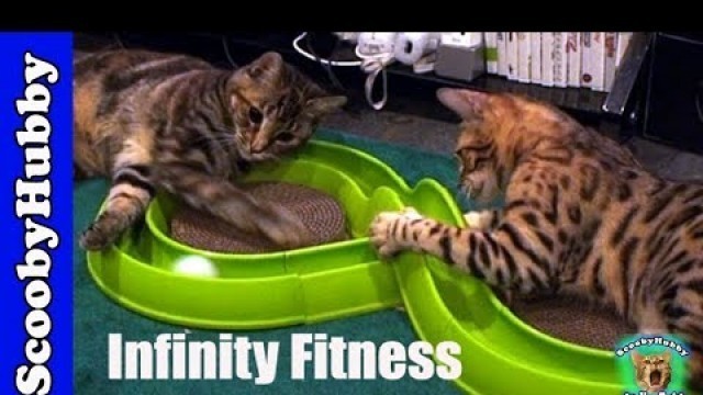 'Infinity Fitness -- Cat Clips #104'