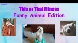 'This or That Funny Animals Edition (Game/Brain Break)'