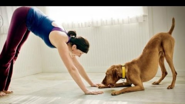 'Funny Cats And Dogs Helping Their Owners Exercise [BEST OF]'